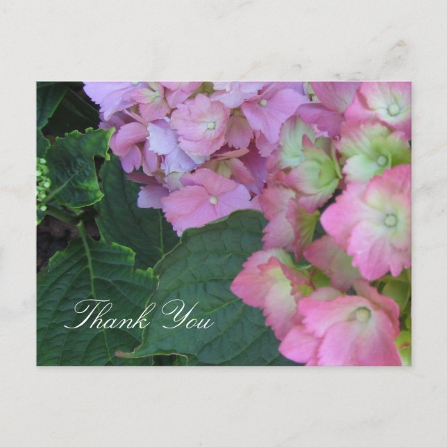 Pink  Hydrangeas Postcard (Front)