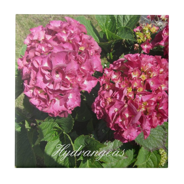 Pink  Hydrangeas Tile (Front)