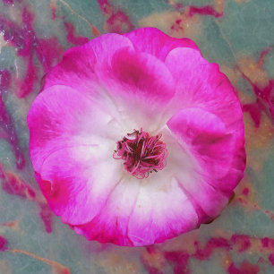 Pink Iceberg Roses Round Pillow