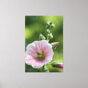 Pink Icing Canvas Print