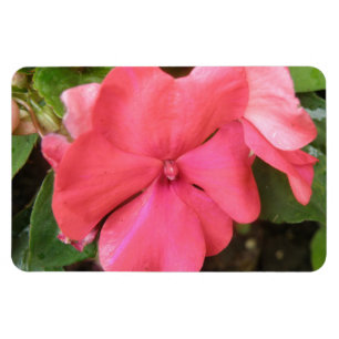 Pink Impatiens Flower Macro Premium Magnet