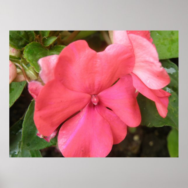 Pink Impatiens Flower Macro Print (Front)