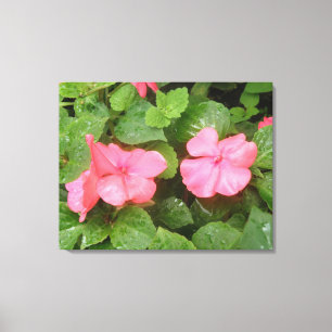 Pink Impatiens Flowers Canvas Print