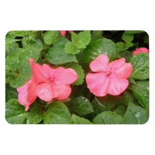 Pink Impatiens Flowers Premium Magnet