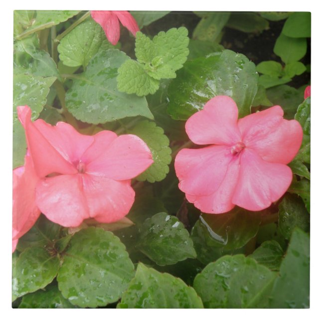 Pink Impatiens Flowers Tile (Front)