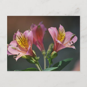 Pink Inca Lily flowers and meaning Postcard