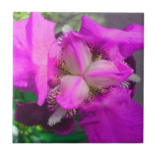 Pink Iris Flower Tile