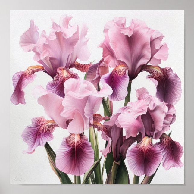 Pink Irises Flower Art Print Poster (Front)