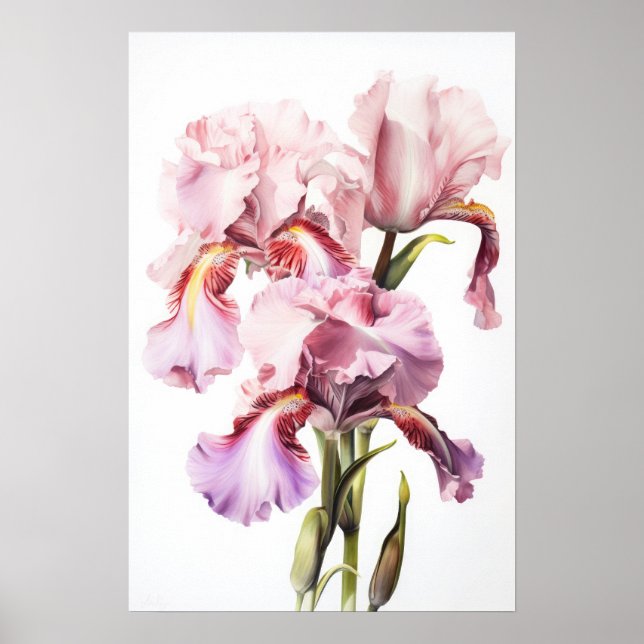 Pink Irises Flower Art Print Poster (Front)