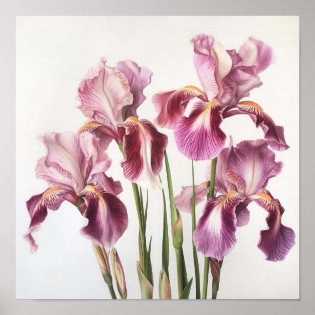 Pink Irises Flower Art Print Poster (Front)