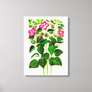 Pink Italian Hibiscus flowers Canvas Print