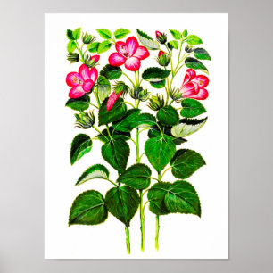 Pink Italian Hibiscus flowers, vintage print