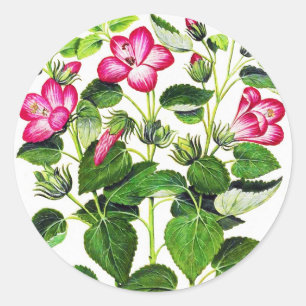 Pink Italian Hibiscus flowers, vintage print Classic Round Sticker