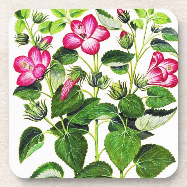 Pink Italian Hibiscus flowers, vintage print Coaster (Front)