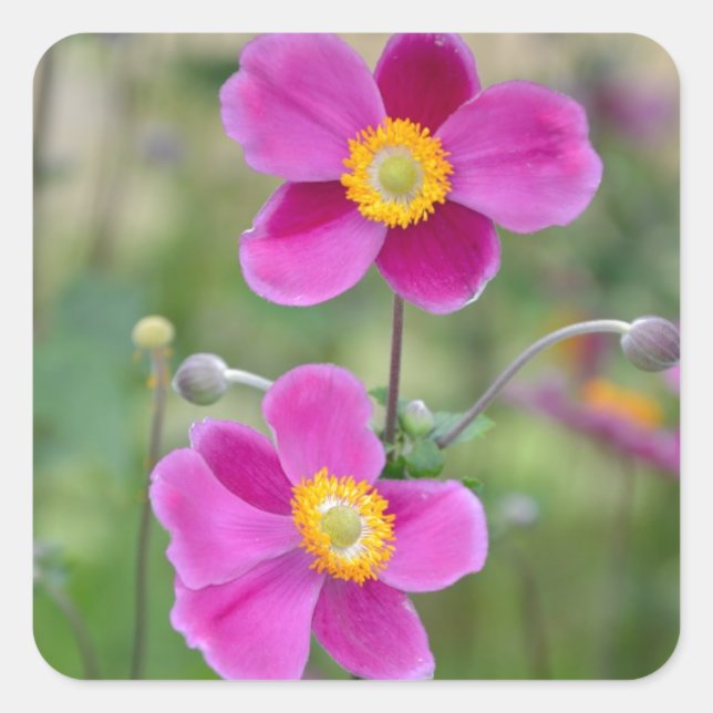 Pink japanese anemone flowers square sticker (Front)