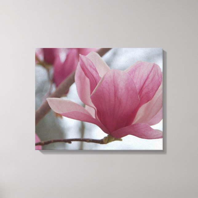 Pink Japanese Magnolia Canvas Print (Front)