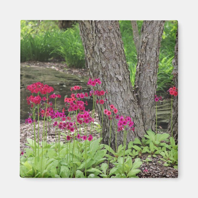 Pink Japanese Primrose Floral Magnet (Front)