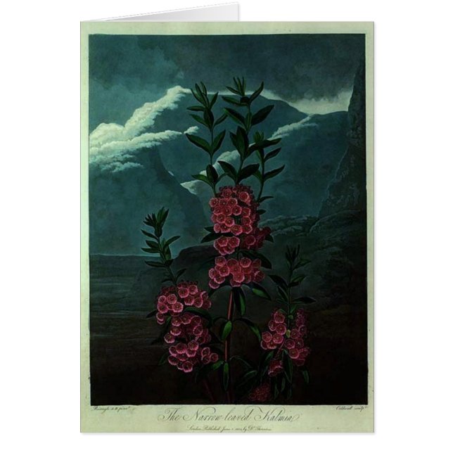 Pink Kalmia (Front)