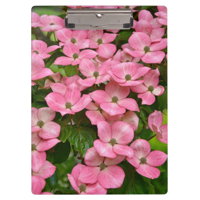Pink kousa dogwood flowers clipboard (Front)