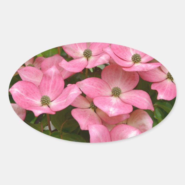 Pink kousa dogwood flowers print oval sticker (Front)