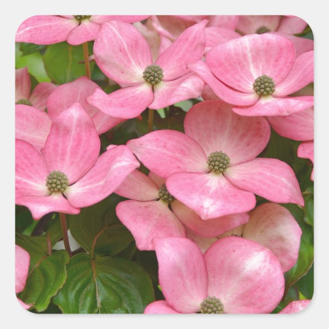 Pink kousa dogwood flowers print square sticker (Front)