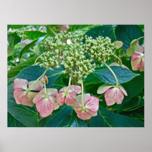 Pink Lace-Cap Hydrangea Blossoms - Poster