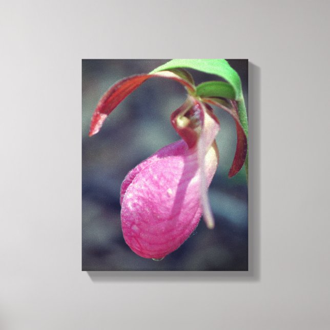 Pink Lady Slipper Orchid Raindrop  Canvas Print (Front)