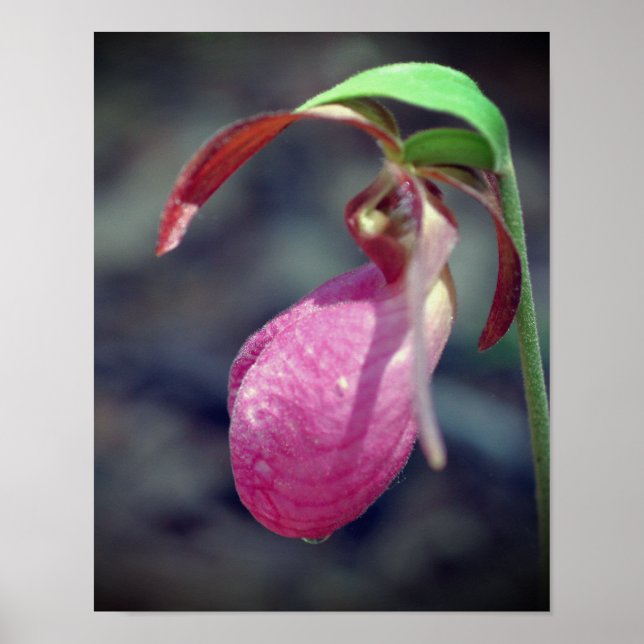 Pink Lady Slipper Orchid Raindrop  Poster (Front)