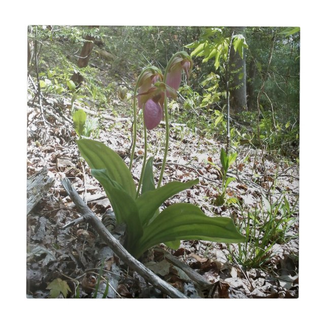 Pink lady slipper Orchid Tile (Front)