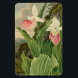 Pink Lady Slipper Vintage Botanical Orchid Magnet<br><div class="desc">This lovely floral magnet features a vintage botanical drawing of lady slippers from the 1800s that has been reimagined with generative content in a style similar to the famous "Temple of Flora" series from the famous illustrator Dr. Robert John Thornton. The lovely slipper shaped orchid flower looks lovely with the...</div>