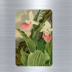 Pink Lady Slipper Vintage Botanical Orchid Magnet