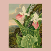 Pink Lady Slipper Vintage Floral Orchid Botanical
