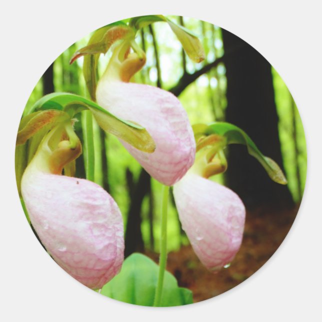 Pink Lady Slipper wild Orchid Classic Round Sticker (Front)