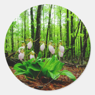 Pink Lady Slipper wild Orchid Classic Round Sticker