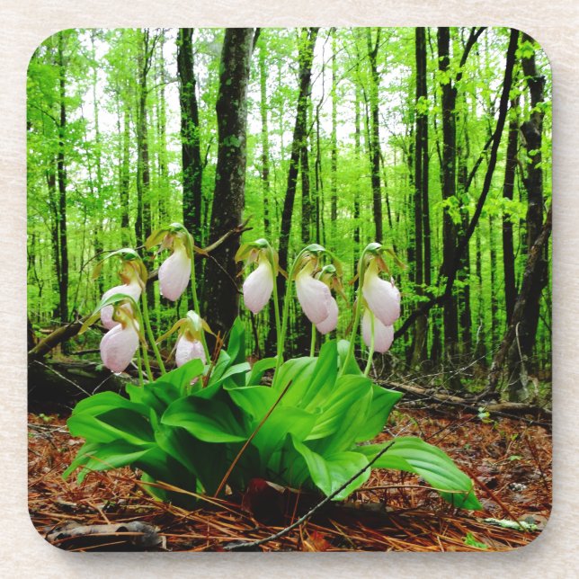 Pink Lady Slipper wild Orchid Coaster (Front)