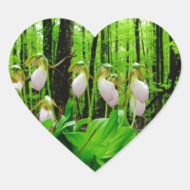 Pink Lady Slipper wild Orchid Heart Sticker (Front)