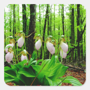 Pink Lady Slipper wild Orchid Square Sticker