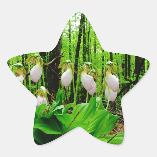Pink Lady Slipper wild Orchid Star Sticker (Front)