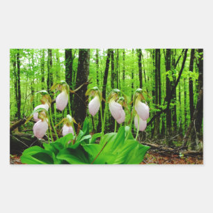 Pink Lady Slipper wild Orchid Sticker