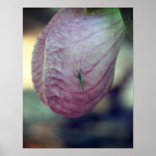Pink Lady Slipper With Visiting Green Insect  Poster