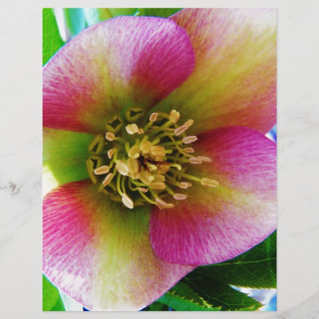 Pink Lenten Rose, (Front)