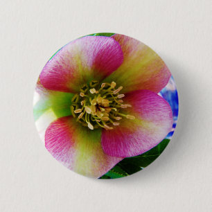 Pink Lenten Rose, 2 Inch Round Button
