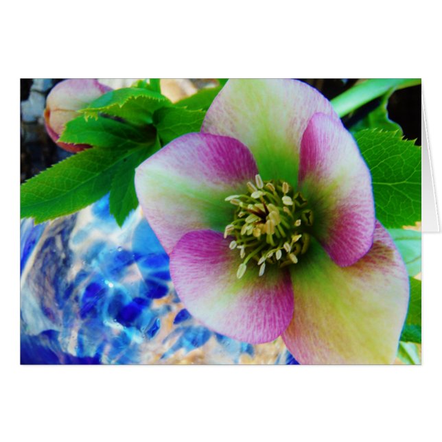 Pink Lenten Rose blue glass ball (Front Horizontal)
