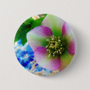 Pink Lenten Rose blue glass ball 2 Inch Round Button