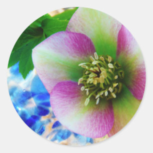 Pink Lenten Rose blue glass ball Classic Round Sticker