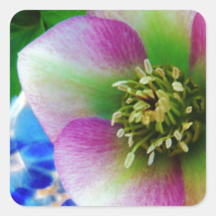 Pink Lenten Rose blue glass ball Square Sticker