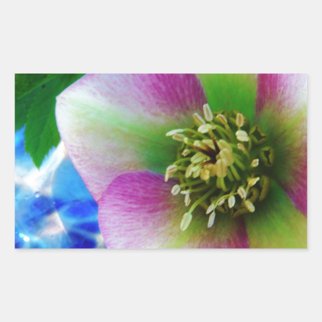 Pink Lenten Rose blue glass ball Sticker (Front)