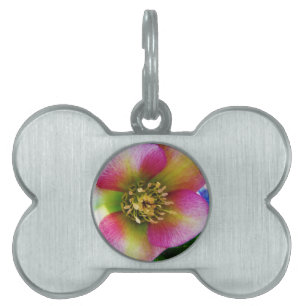 Pink Lenten Rose, Pet ID Tag