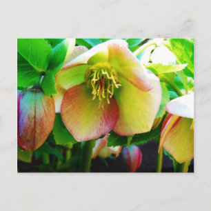 Pink Lenten Rose Postcard