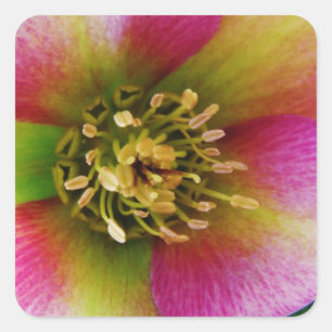 Pink Lenten Rose, Square Sticker
